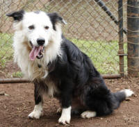 Border Collie Rescue