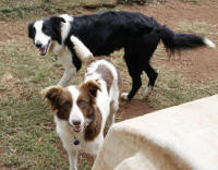 Border Collie Rescue