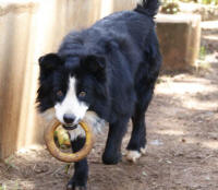 Border Collie Rescue