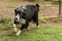 Border Collie Rescue