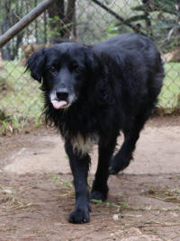 Border Collie Rescue