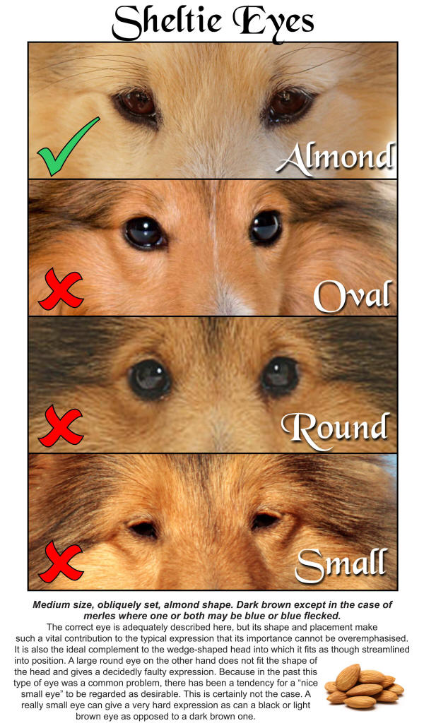 sheltie south africa eyes