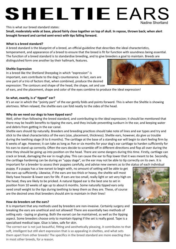 sheltie ears pricked and tipped south africa
