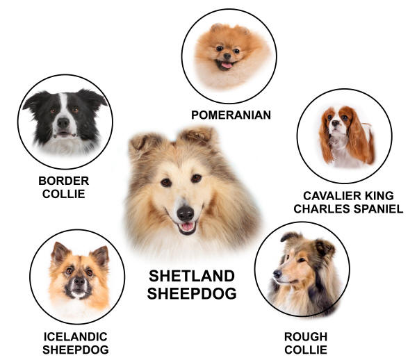 history shelties