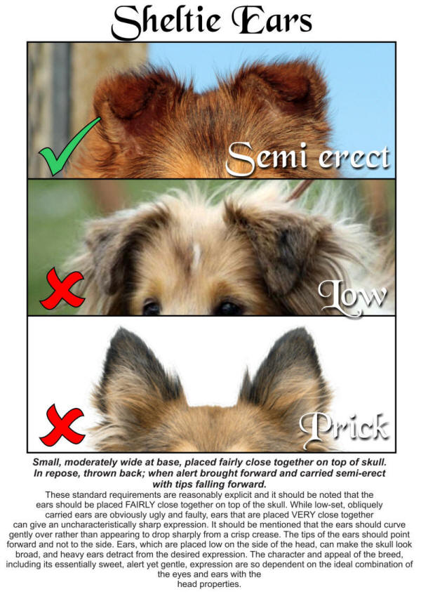 Sheltie ears south africa
