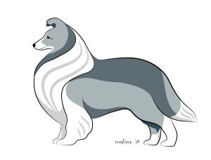sheltie shetland sheepdog colours colors south africa