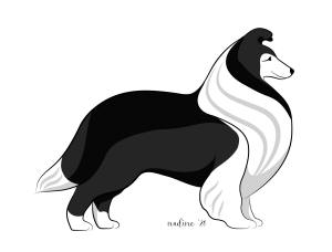 sheltie shetland sheepdog colours colors south africa