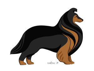 sheltie shetland sheepdog colours colors south africa