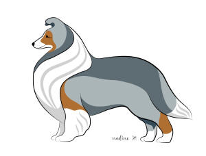 sheltie shetland sheepdog colours colors south africa