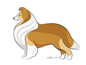 sheltie shetland sheepdog colours colors south africa
