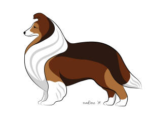 sheltie shetland sheepdog colours colors south africa