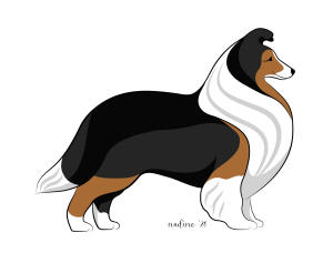 sheltie shetland sheepdog colours colors south africa