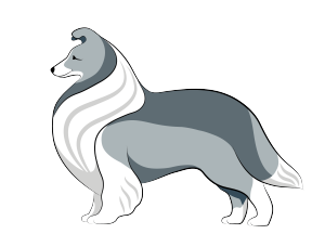 sheltie