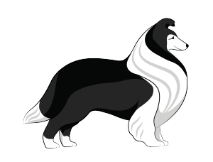 sheltie