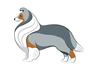 sheltie
