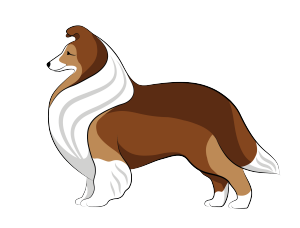 sable sheltie